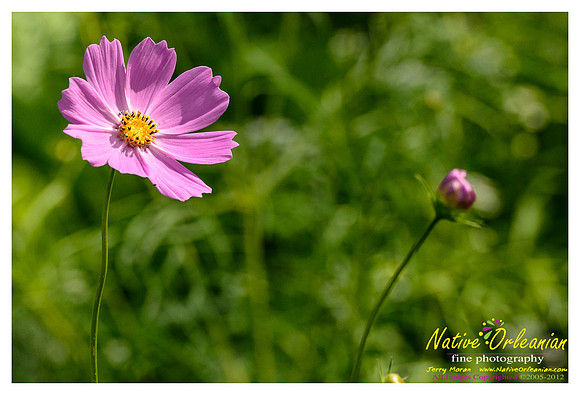 butterfly_patch_jm_033112_001