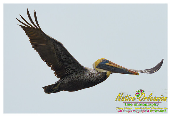 feathered_friends_jm_032313_004
