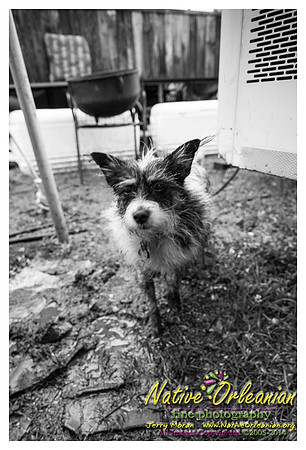 the_dogs_of_tbois_blues_fest__jm_040514_021