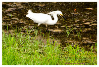 nofp_levee_birds_critters_jm_052913_003