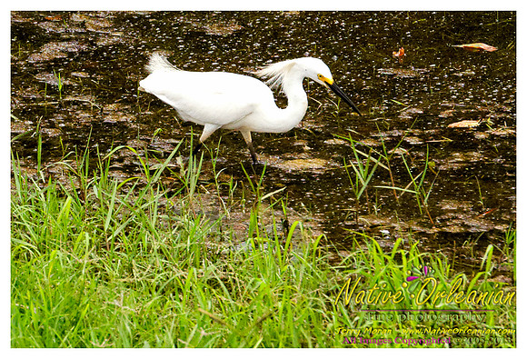 nofp_levee_birds_critters_jm_052913_003