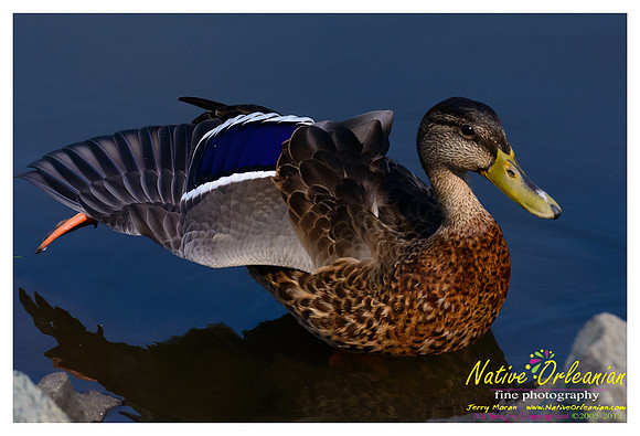 ducks_nj_vow_jm_081712_003