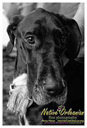 the_dogs_of_tbois_blues_fest__jm_040514_020