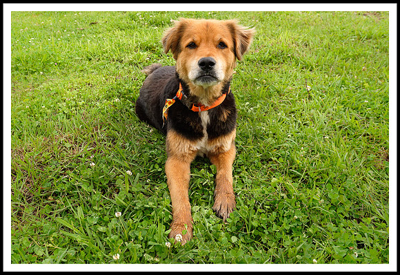dogs_of_tbois_blues_fest_jm_031619_006