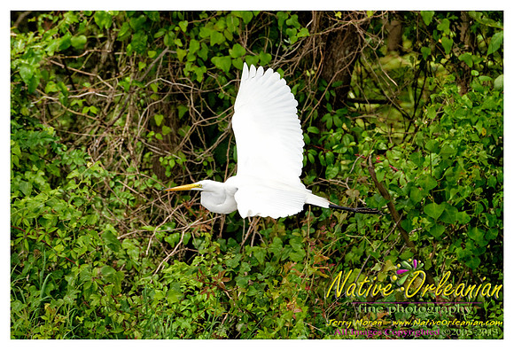 nofp_levee_birds_critters_jm_052913_010
