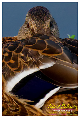 ducks_nj_vow_jm_081712_002