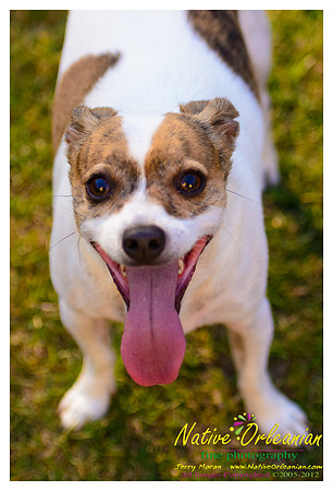vidaco_dogs_shoot_jm_121812_001