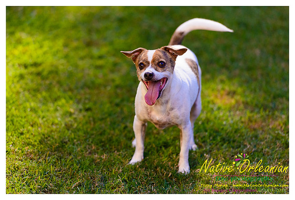 vidaco_dogs_shoot_jm_121812_002