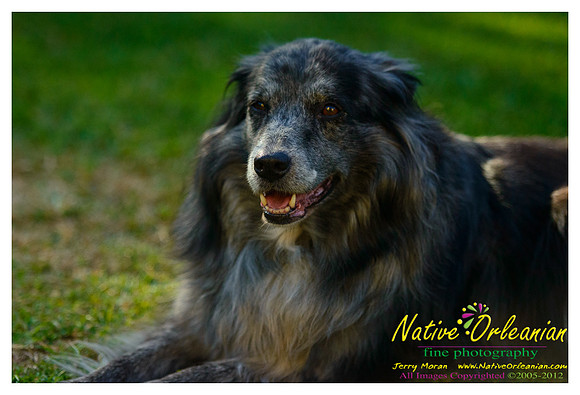 vidaco_dogs_shoot_jm_121812_003