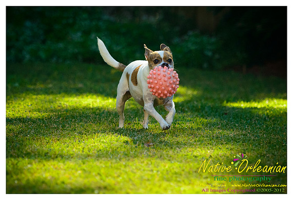 vidaco_dogs_shoot_jm_121812_004