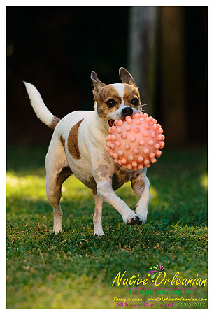 vidaco_dogs_shoot_jm_121812_005