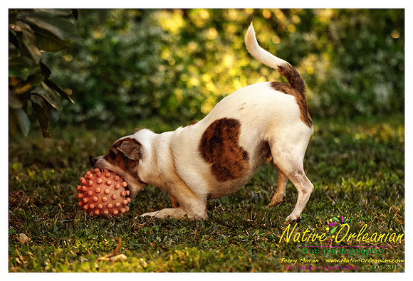 vidaco_dogs_shoot_jm_121812_006