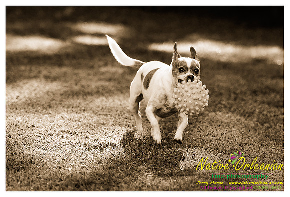 vidaco_dogs_shoot_jm_121812_007