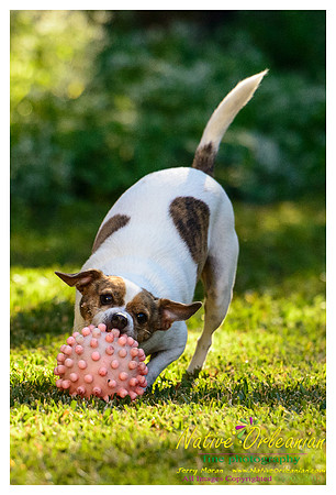 vidaco_dogs_shoot_jm_121812_008