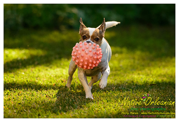 vidaco_dogs_shoot_jm_121812_009