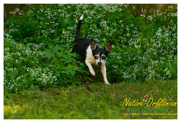 vidaco_dogs_shoot_jm_121812_010