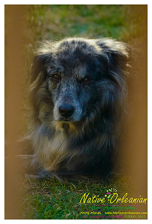 vidaco_dogs_shoot_jm_121812_011