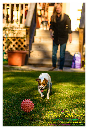 vidaco_dogs_shoot_jm_121812_012