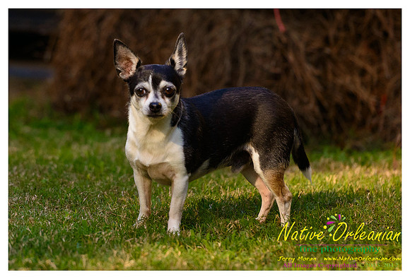 vidaco_dogs_shoot_jm_121812_013
