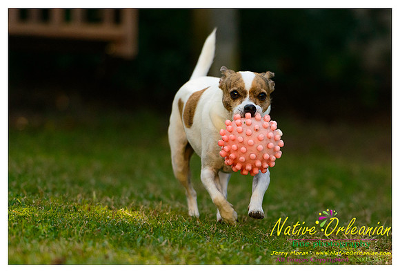 vidaco_dogs_shoot_jm_121812_015