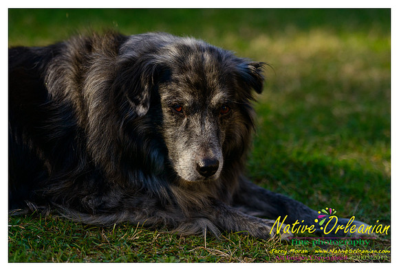 vidaco_dogs_shoot_jm_121812_016