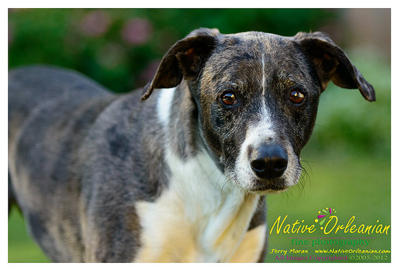 vidaco_dogs_shoot_jm_121812_017