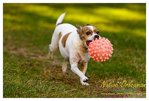 vidaco_dogs_shoot_jm_121812_019