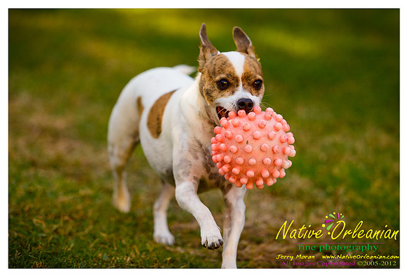 vidaco_dogs_shoot_jm_121812_020