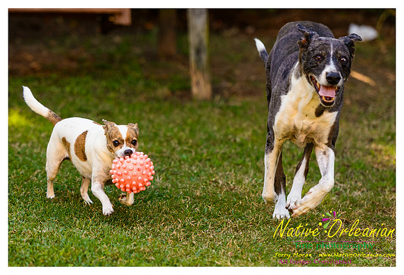 vidaco_dogs_shoot_jm_121812_021