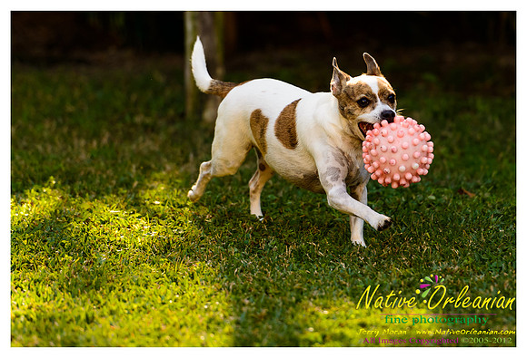 vidaco_dogs_shoot_jm_121812_022