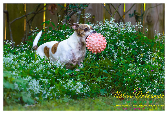 vidaco_dogs_shoot_jm_121812_023