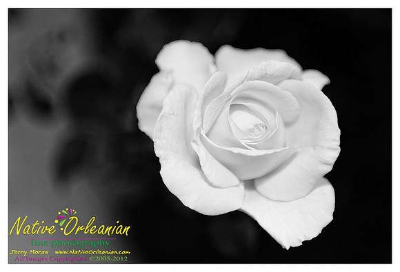 white_rose_jm_122312_001