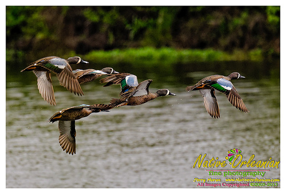 feathered_friends_jm_032313_006