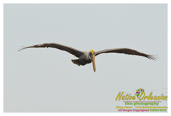 feathered_friends_jm_032313_003