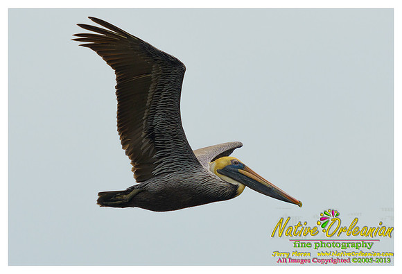 feathered_friends_jm_032313_005