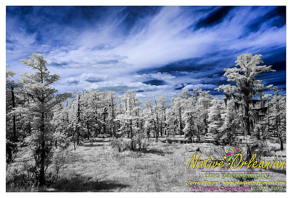 cypress_swamp_new_orleans_infrared_scenes_jm_040613_001