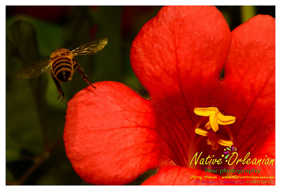 buzz_n_around_jm_060312_001