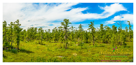 cypress_swamp_new_orleans_scenes_jm_040613_001