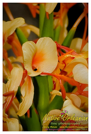 nofp_ginger_flower_jm_071013_003