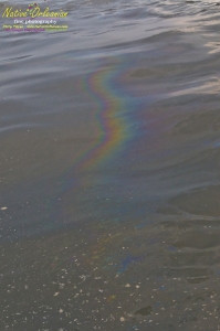 8/9/10 Long  30,17.2702N   Lat 88,46.5522W   On our return to Biloxi from  sampling with Boston Chemical Data, www.labs.pro at Horn island, we ran across this foamy oil slick spotted from the boat about halfway into port.  The very familiar  foam and visible rainbow oil sheen which our boat was sourounded by at times went on for at least 200 yards.  Strongbear did take a sample on the way in, we strongly suspect it is corexit/BP oil related, tests of water will confirm or refute.
