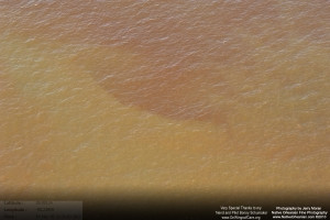 On March 18, 2011, I took a flight over the Gulf Coast from Horn Island Mississippi all the way to Raccoon Island to check on the status of wildlife, marshes, and other impacts from the BP Oil Spill.  When we were slightly east of Grand Isle and Grand Terre island I started to see those familiar reddisheaks in the water, which extended from east of Grand Isle, Elmer