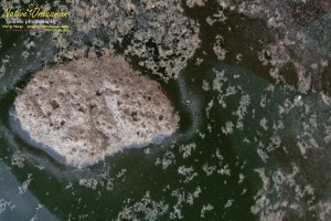 8/9/10 Long  30,17.2702N   Lat 88,46.5522W   On our return to Biloxi from  sampling with Boston Chemical Data, www.labs.pro at Horn island, we ran across this foamy oil slick spotted from the boat about halfway into port.  The very familiar  foam and visible rainbow oil sheen which our boat was sourounded by at times went on for at least 200 yards.  Strongbear did take a sample on the way in, we strongly suspect it is corexit/BP oil related, tests of water will confirm or refute.
