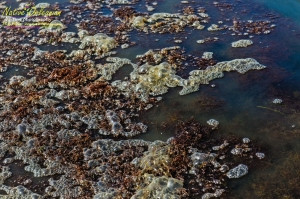 8/9/10 Horn Island, Lat  30,14.91N Long 88,42.0947W, Sampling with Boston Chemical Data, www.labs.pro , this is the wash from the boat when leaving from the north side of the island.