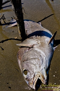 raccoon_08082010_jm_049