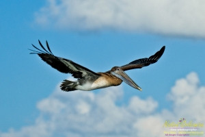 raccoon_08082010_jm_009