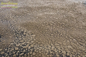 8/9/10 Long  30,17.2702N   Lat 88,46.5522W   On our return to Biloxi from  sampling with Boston Chemical Data, www.labs.pro at Horn island, we ran across this foamy oil slick spotted from the boat about halfway into port.  The very familiar  foam and visible rainbow oil sheen which our boat was sourounded by at times went on for at least 200 yards.  Strongbear did take a sample on the way in, we strongly suspect it is corexit/BP oil related, tests of water will confirm or refute.