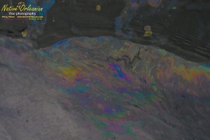 8/9/10 Long  30,17.2702N   Lat 88,46.5522W   On our return to Biloxi from  sampling with Boston Chemical Data, www.labs.pro at Horn island, we ran across this foamy oil slick spotted from the boat about halfway into port.  The very familiar  foam and visible rainbow oil sheen which our boat was sourounded by at times went on for at least 200 yards.  Strongbear did take a sample on the way in, we strongly suspect it is corexit/BP oil related, tests of water will confirm or refute.