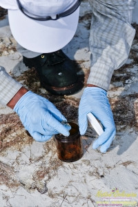 8/9/10 Horn Island, Lat  30,14.91N Long 88,42.0947W, Sampling with Boston Chemical Data, www.labs.pro , Pictured here is Strongbear  looking along beach for weathered tar ball samples from BP spill, north side of Horn Island.
