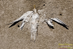 raccoon_08082010_jm_029