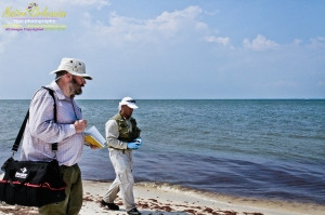 8/9/10 Horn Island, Lat  30,14.91N Long 88,42.0947W, Sampling with Boston Chemical Data, www.labs.pro , Pictured here is Strongbear  looking along beach for weathered tar ball samples from BP spill, north side of Horn Island.